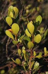 Searsia lucida lucida