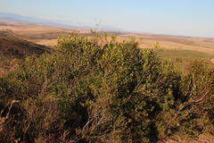 Searsia lucida lucida