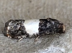 Epiblema tripartitana