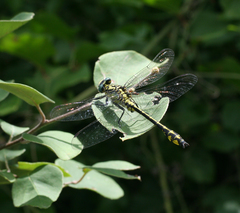 Gomphus schneiderii