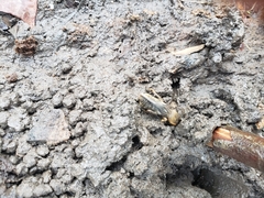 Neoscapteriscus borellii