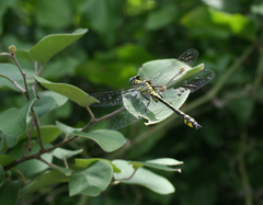 Gomphus schneiderii