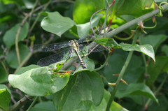 Gomphus schneiderii