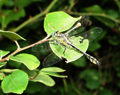 Gomphus schneiderii