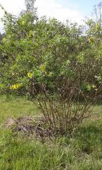 Crotalaria agatiflora