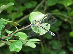 Gomphus schneiderii