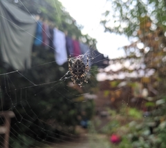 Araneus diadematus