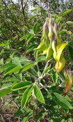Crotalaria agatiflora