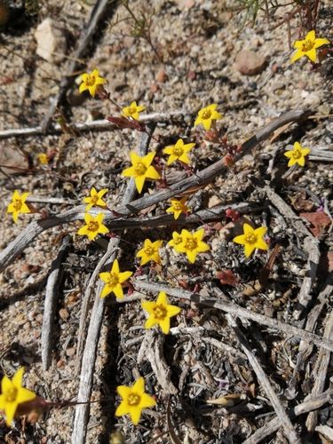 Crassula dichotoma