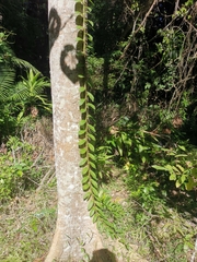 Freycinetia scandens