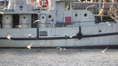 Chroicocephalus ridibundus