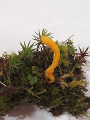 Clavulinopsis helvola