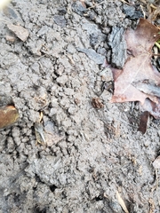 Neoscapteriscus borellii