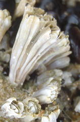 Chthamalus dentatus
