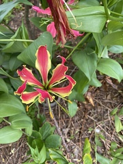 Gloriosa