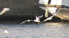 Chroicocephalus ridibundus