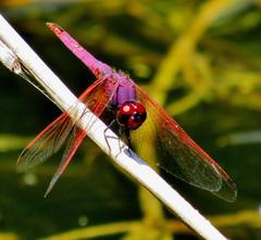 Trithemis annulata annulata