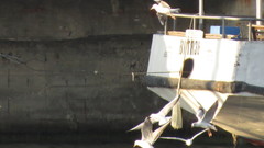 Chroicocephalus ridibundus