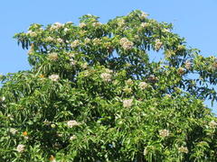 Papilio dardanus cenea