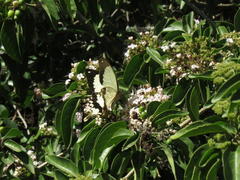 Papilio dardanus cenea