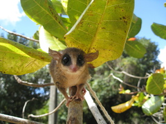 Marmosa murina