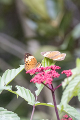 Cupha erymanthis lotis