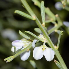 Muraltia scoparia