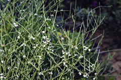 Muraltia scoparia