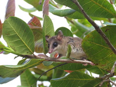 Marmosops incanus