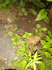 Polypedates maculatus