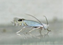 Paraleucoptera albella