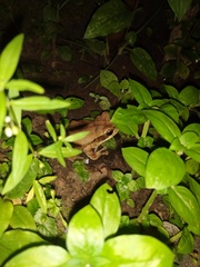 Polypedates maculatus