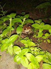 Polypedates maculatus