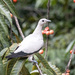 Pied Imperial-Pigeon - Photo (c) Ultraman Max, some rights reserved (CC BY-NC), uploaded by Ultraman Max