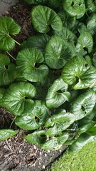 Farfugium japonicum