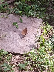 Junonia iphita