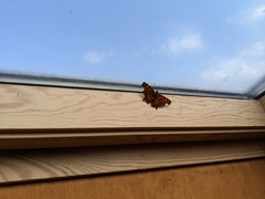 Polygonia c-album