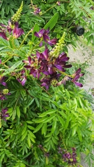 Wisteriopsis reticulata