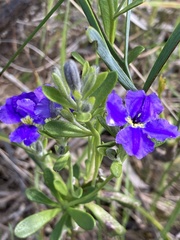 Dampiera linearis