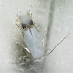 Paraleucoptera albella