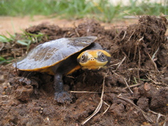 Mesoclemmys raniceps