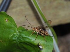 Theronia
