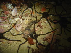 Caffrogobius nudiceps