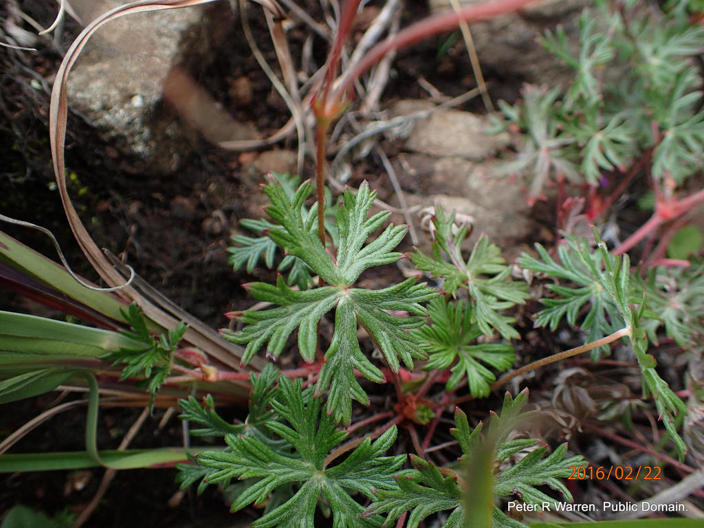 Geranium drakensbergense; photograph Peter Warren, CC0, iNaturalist via GBIF