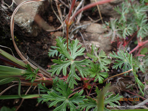Geranium drakensbergense