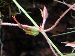 Geranium drakensbergensis