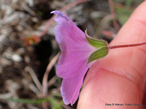 Geranium drakensbergense, photograph 2