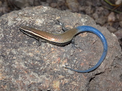 Maximilian's Blue-Tailed Microteiid photo 4