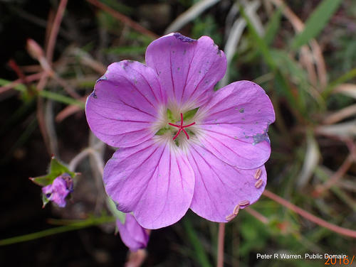 Geranium drakensbergense, photograph 3