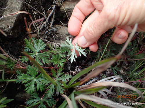 Geranium drakensbergense, photograph 4